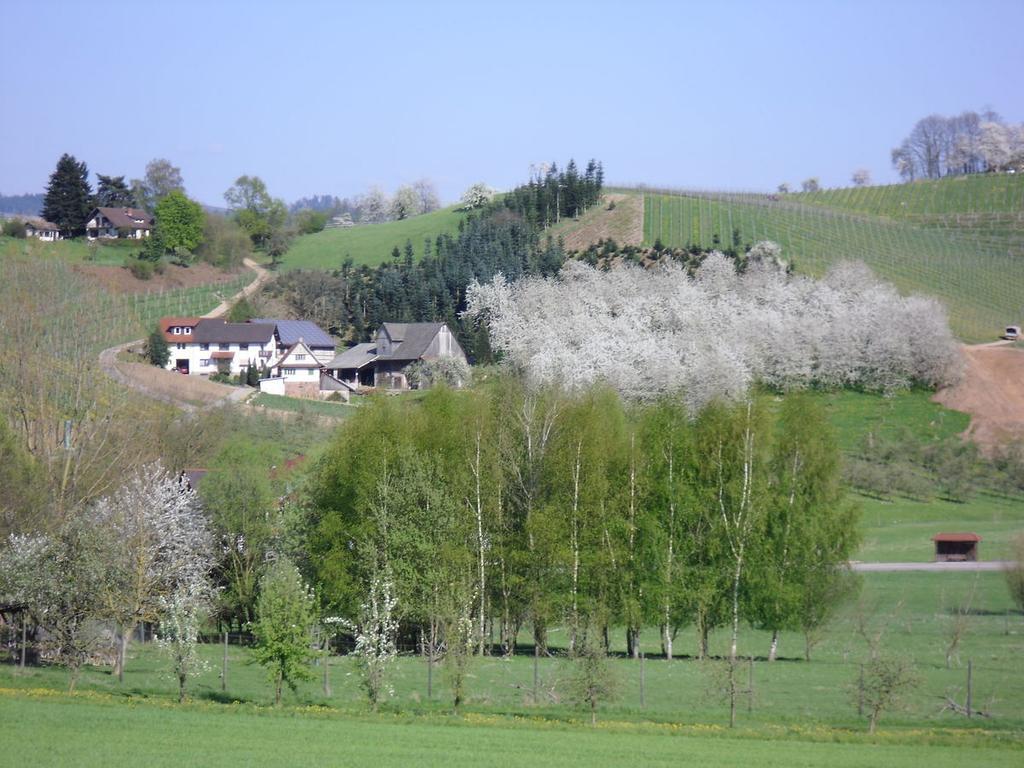Ferienwohnung Am Weinberg โอเบอร์เคียร์ช ภายนอก รูปภาพ